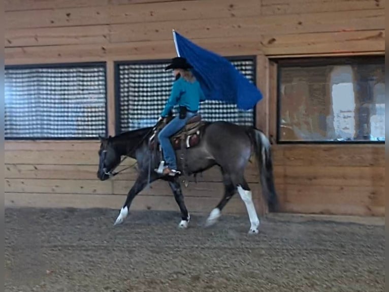 American Quarter Horse Gelding 6 years 15,1 hh Grullo in Winchester OH