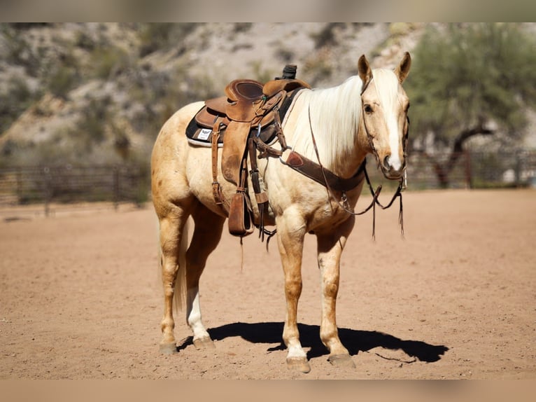 American Quarter Horse Gelding 6 years 15.1 hh Palomino in Wickenburg