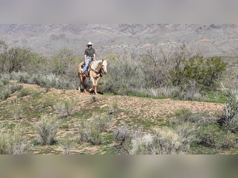 American Quarter Horse Gelding 6 years 15.1 hh Palomino in Wickenburg