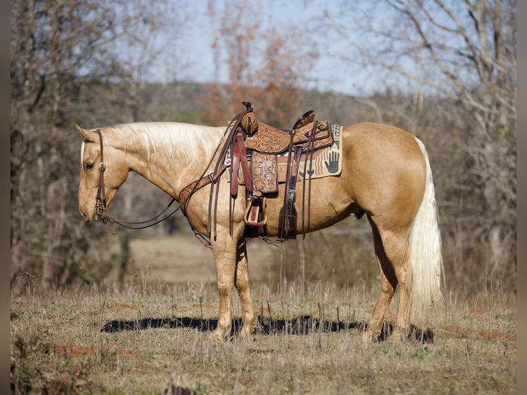 American Quarter Horse Gelding 6 years 15,1 hh Palomino in Rusk