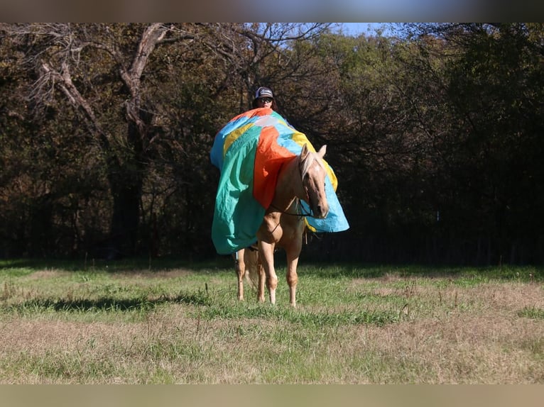 American Quarter Horse Gelding 6 years 15,1 hh Palomino in Stephenville