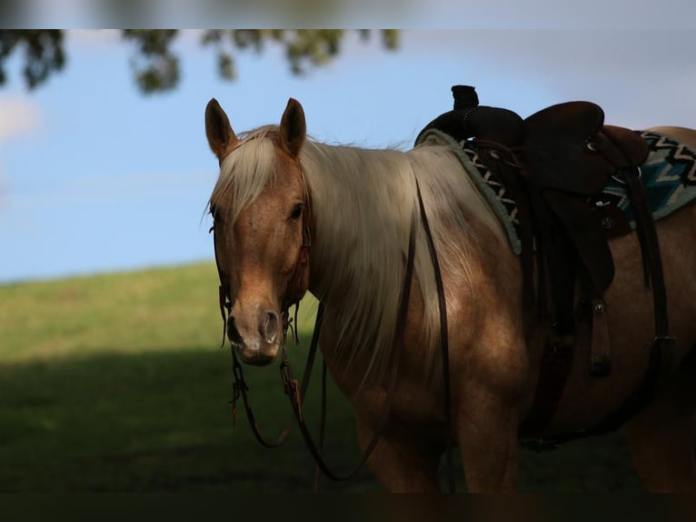 American Quarter Horse Gelding 6 years 15,1 hh Palomino in Stephenville