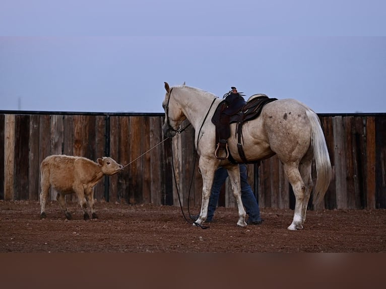 American Quarter Horse Gelding 6 years 15,1 hh Palomino in Waco