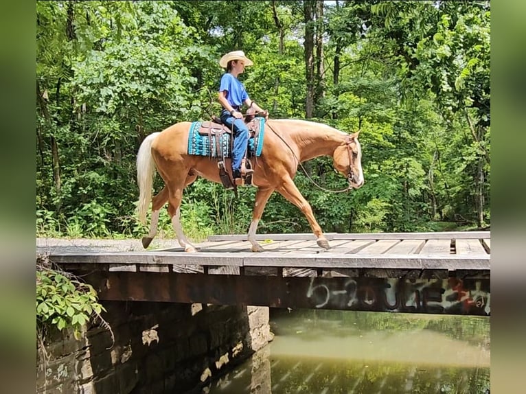 American Quarter Horse Gelding 6 years 15,1 hh Palomino in Robards, KY