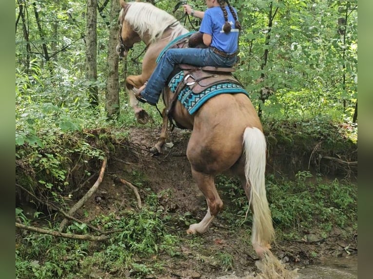 American Quarter Horse Gelding 6 years 15,1 hh Palomino in Robards, KY