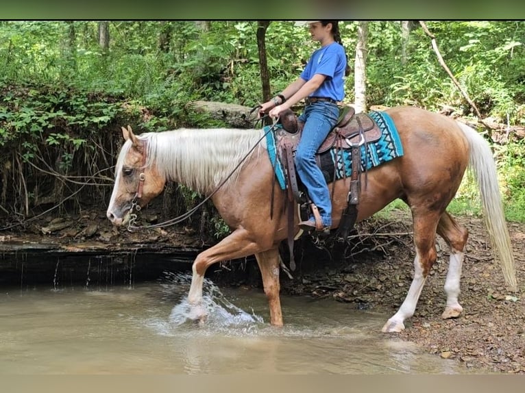 American Quarter Horse Gelding 6 years 15,1 hh Palomino in Robards, KY