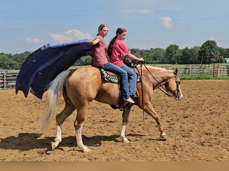 American Quarter Horse Gelding 6 years 15,1 hh Palomino in Robards, KY