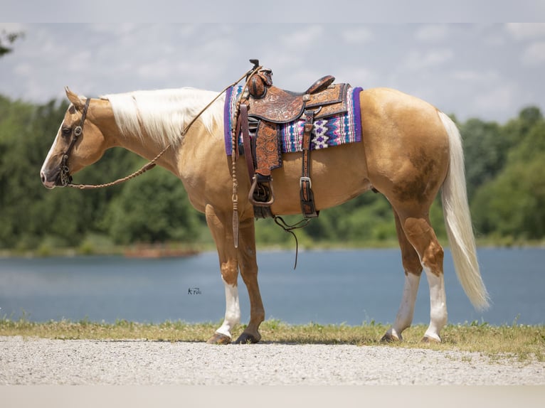 American Quarter Horse Gelding 6 years 15,1 hh Palomino in Robards, KY