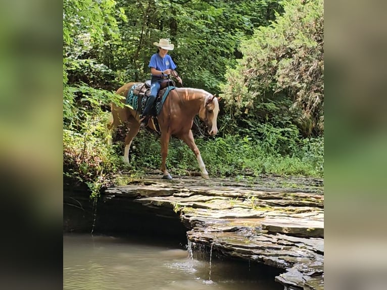 American Quarter Horse Gelding 6 years 15,1 hh Palomino in Robards, KY