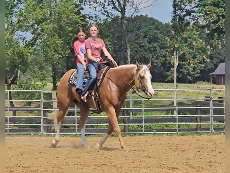 American Quarter Horse Gelding 6 years 15,1 hh Palomino in Robards, KY