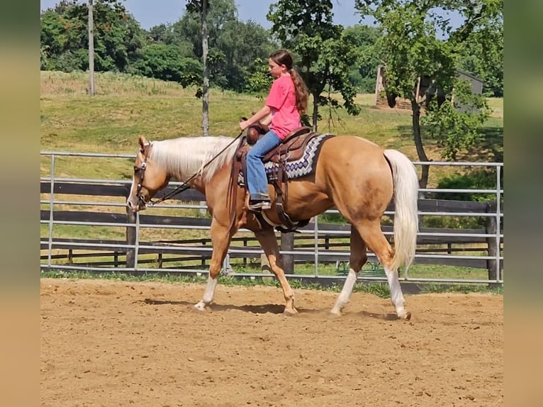 American Quarter Horse Gelding 6 years 15,1 hh Palomino in Robards, KY