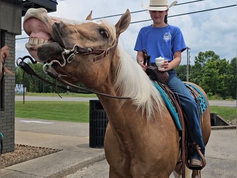 American Quarter Horse Gelding 6 years 15,1 hh Palomino in Robards, KY