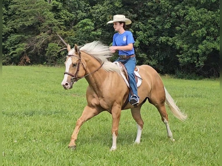 American Quarter Horse Gelding 6 years 15,1 hh Palomino in Robards, KY