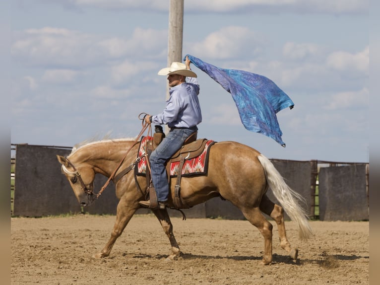 American Quarter Horse Gelding 6 years 15,1 hh Palomino in Bernard, IA