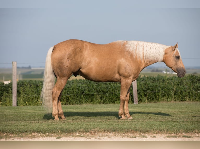 American Quarter Horse Gelding 6 years 15,1 hh Palomino in Bernard, IA