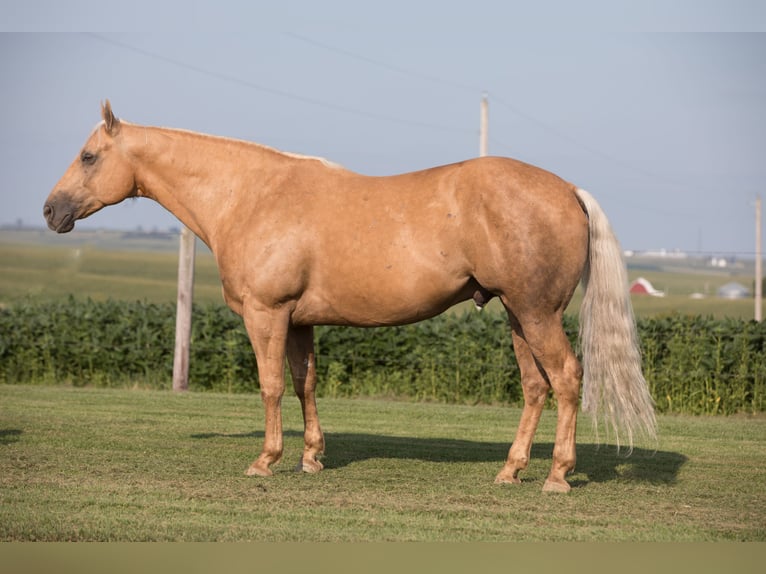 American Quarter Horse Gelding 6 years 15,1 hh Palomino in Bernard, IA