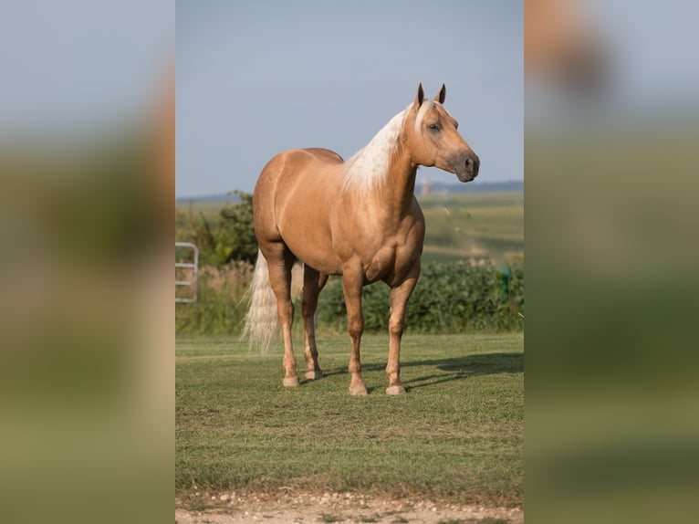 American Quarter Horse Gelding 6 years 15,1 hh Palomino in Bernard, IA