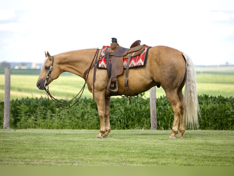 American Quarter Horse Gelding 6 years 15,1 hh Palomino in Bernard, IA