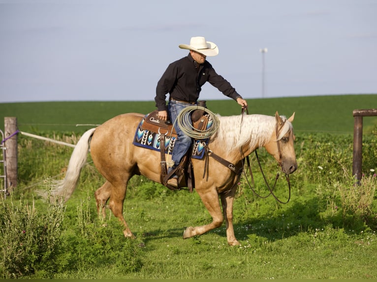 American Quarter Horse Gelding 6 years 15,1 hh Palomino in Bernard, IA