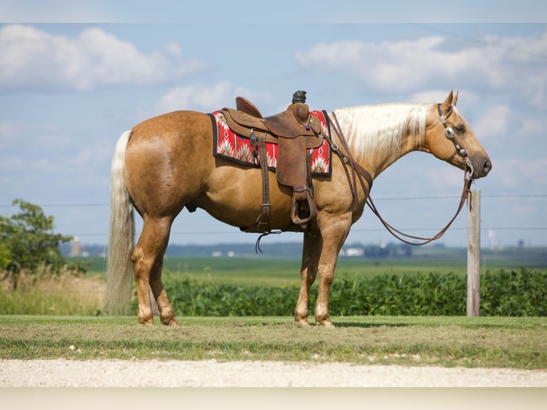 American Quarter Horse Gelding 6 years 15,1 hh Palomino in Bernard, IA