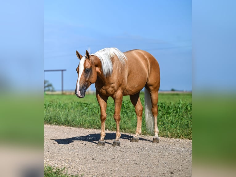 American Quarter Horse Gelding 6 years 15,1 hh Palomino in Canistota, SD