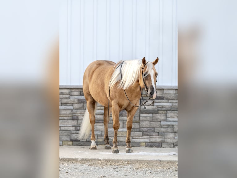 American Quarter Horse Gelding 6 years 15,1 hh Palomino in Holland, IA