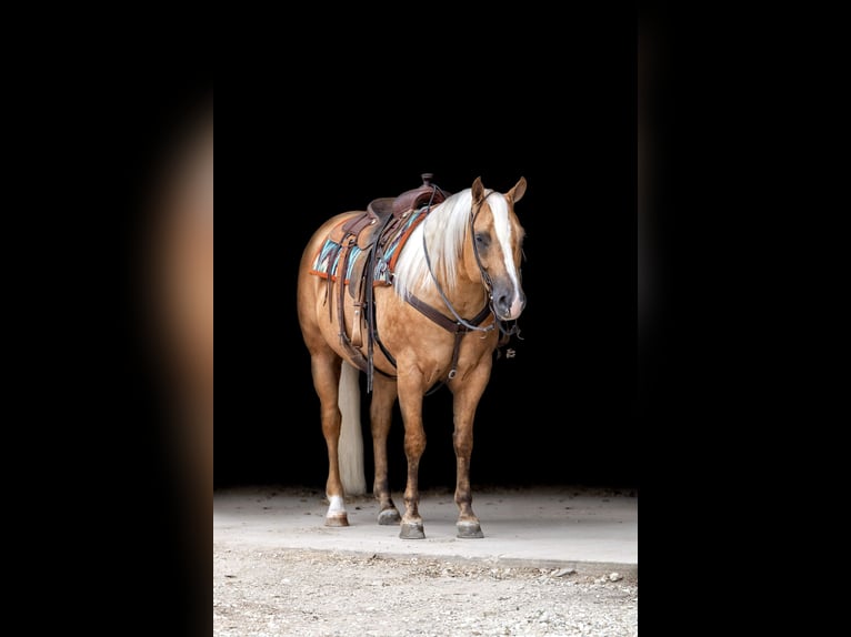 American Quarter Horse Gelding 6 years 15,1 hh Palomino in Holland, IA