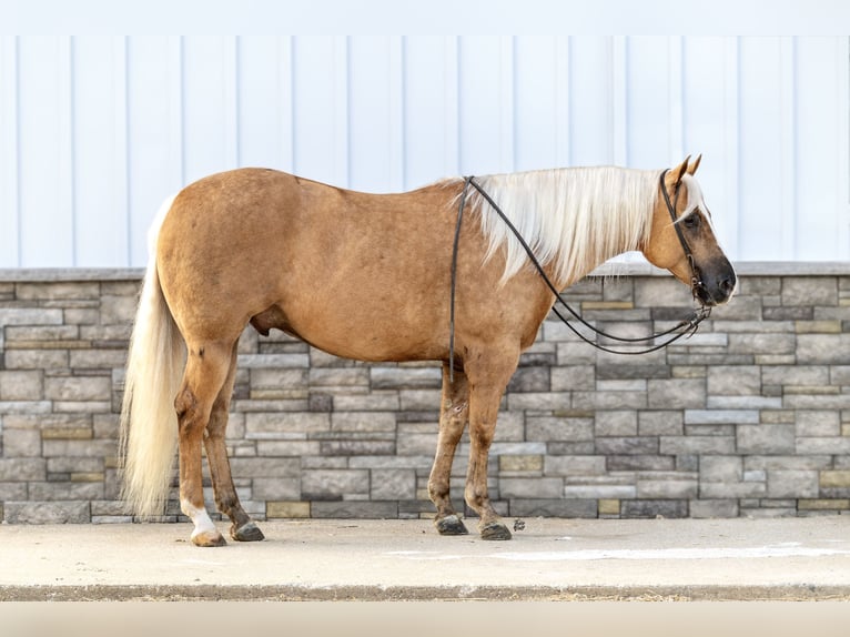 American Quarter Horse Gelding 6 years 15,1 hh Palomino in Holland, IA