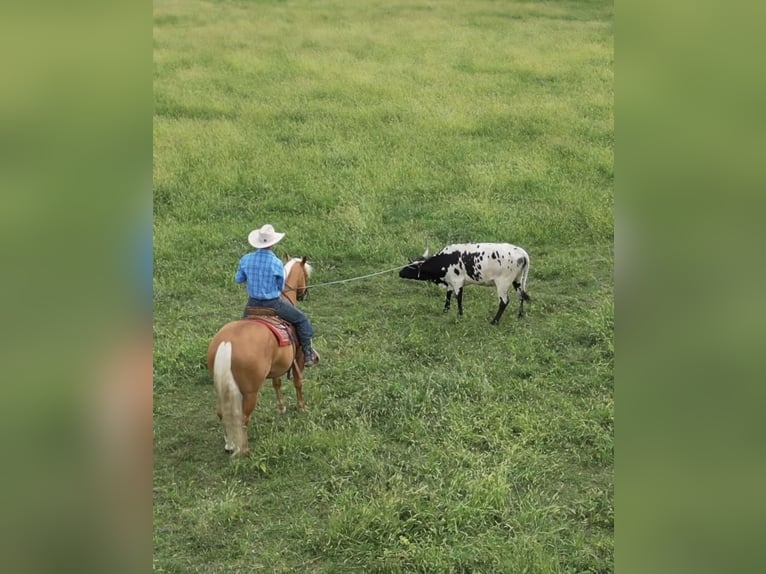 American Quarter Horse Gelding 6 years 15.1 hh Palomino in Lebanon