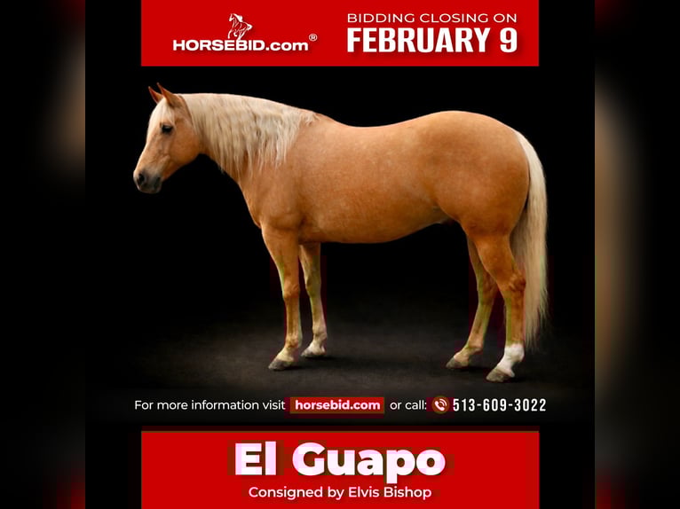 American Quarter Horse Gelding 6 years 15.1 hh Palomino in Lebanon