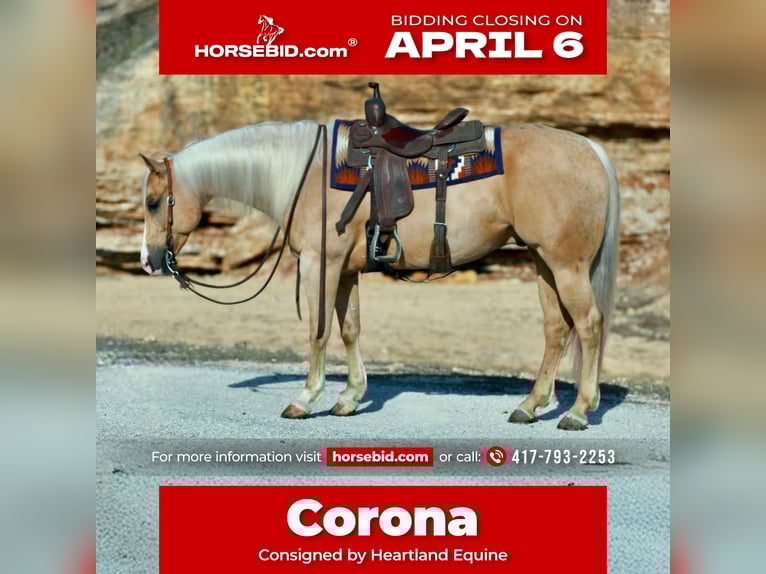 American Quarter Horse Gelding 6 years 15.1 hh Palomino in Mount Vernon