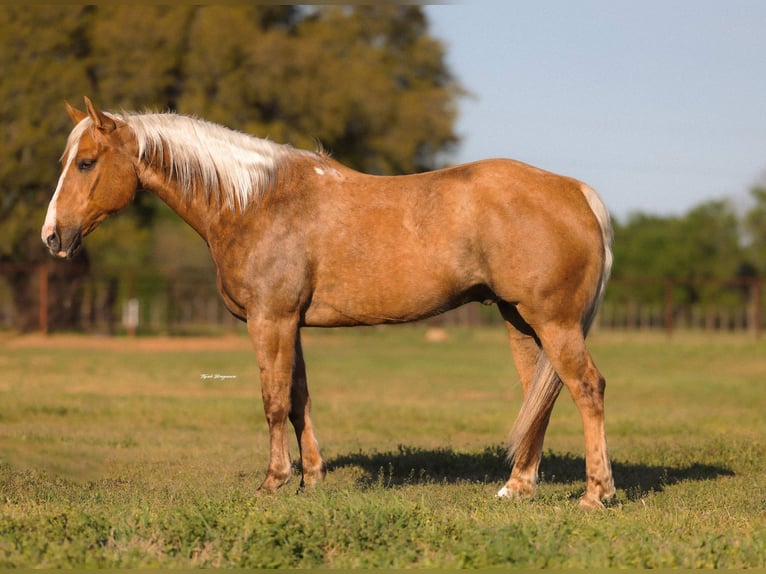 American Quarter Horse Gelding 6 years 15.1 hh Palomino in Weatherford