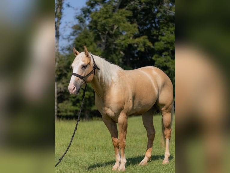 American Quarter Horse Gelding 6 years 15,1 hh Palomino in Bovina, MS