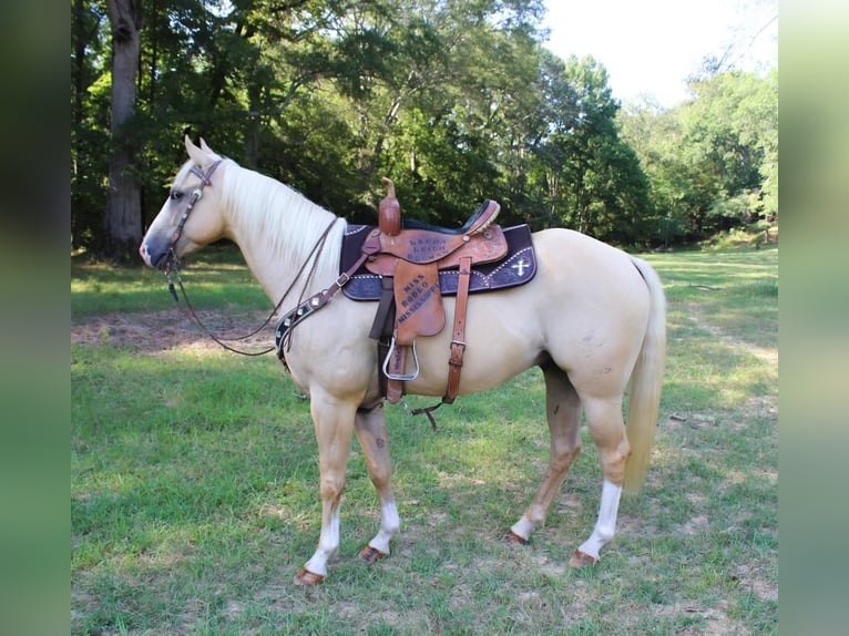 American Quarter Horse Gelding 6 years 15,1 hh Palomino in Bovina, MS