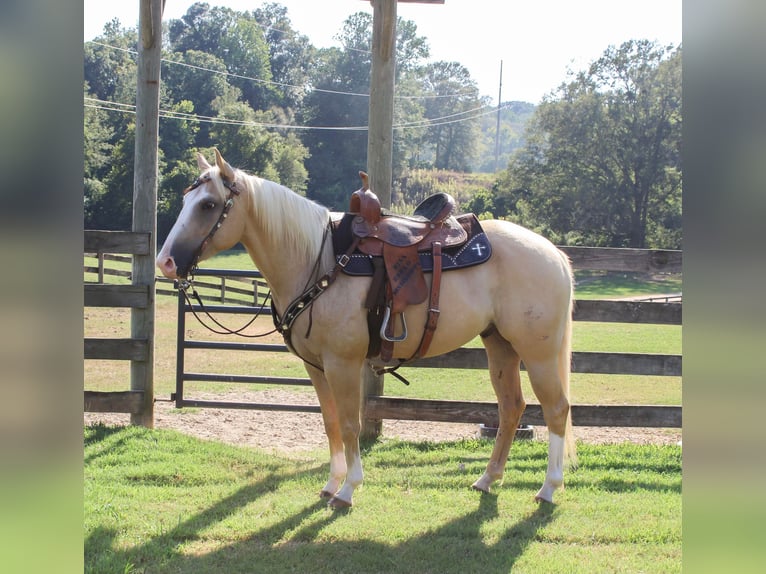 American Quarter Horse Gelding 6 years 15,1 hh Palomino in Bovina, MS