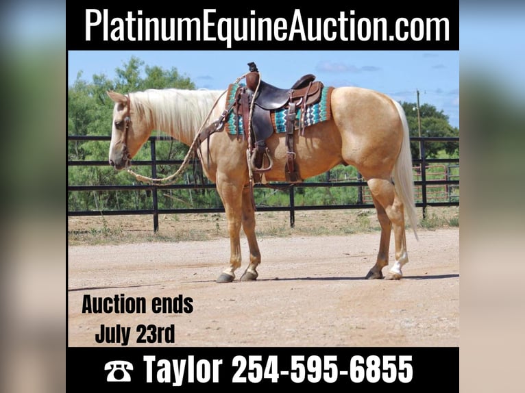 American Quarter Horse Gelding 6 years 15,1 hh Palomino in Eastland TX