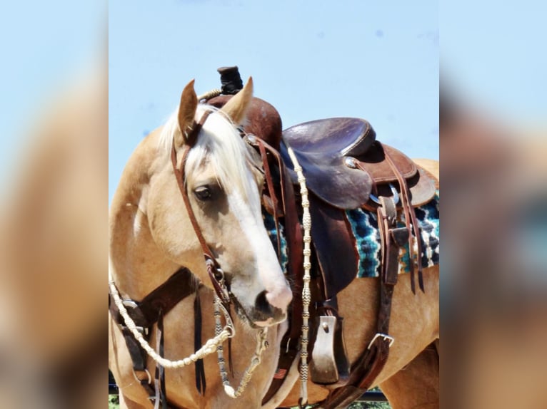 American Quarter Horse Gelding 6 years 15,1 hh Palomino in Eastland TX
