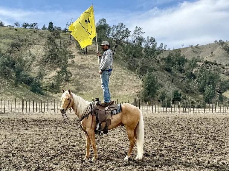 American Quarter Horse Gelding 6 years 15.1 hh Palomino in Paicines CA