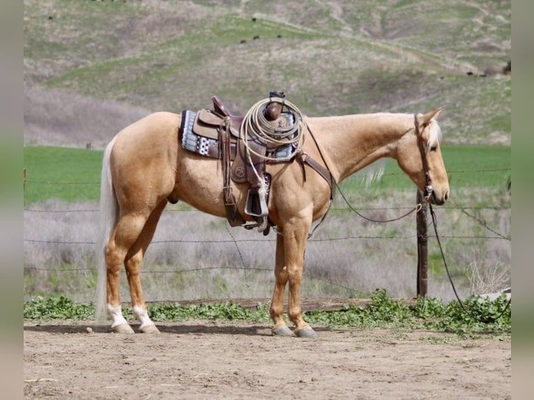American Quarter Horse Gelding 6 years 15.1 hh Palomino in Paicines CA