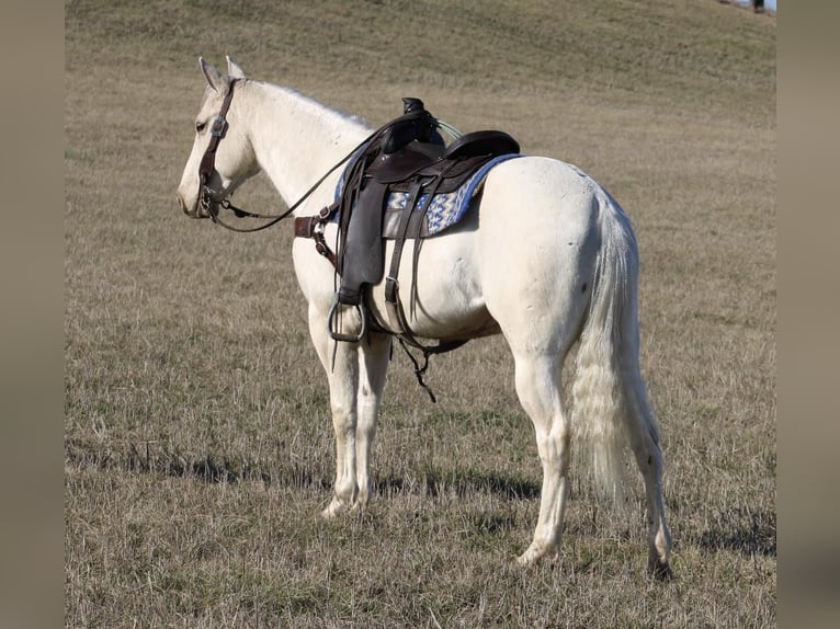 American Quarter Horse Gelding 6 years 15,1 hh Palomino in Tompkinsville Ky