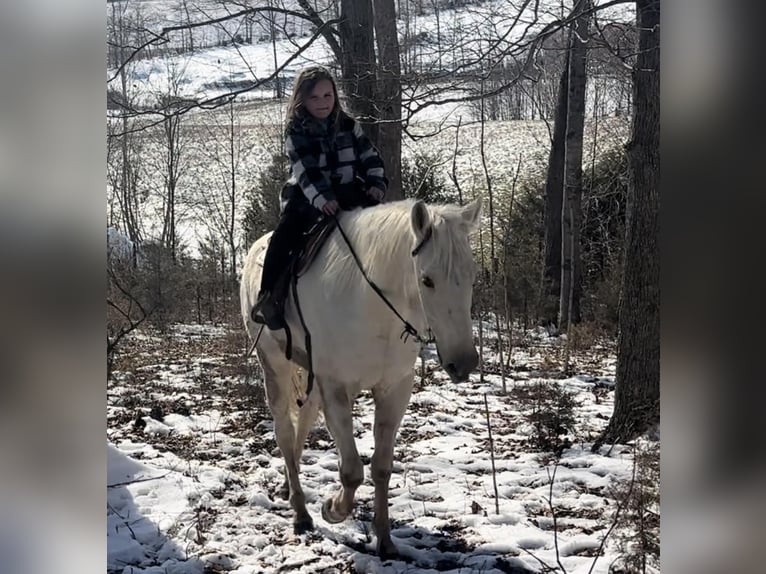 American Quarter Horse Gelding 6 years 15,1 hh Palomino in Tompkinsville Ky