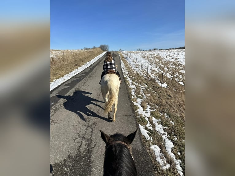 American Quarter Horse Gelding 6 years 15,1 hh Palomino in Tompkinsville Ky