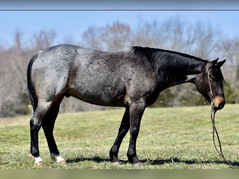 American Quarter Horse Gelding 6 years 15,1 hh Roan-Bay in Somerset, KY