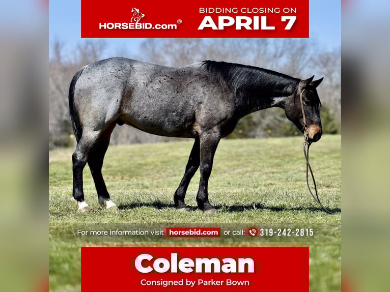 American Quarter Horse Gelding 6 years 15,1 hh Roan-Bay in Somerset, KY