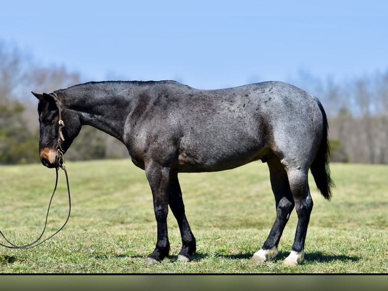 American Quarter Horse Gelding 6 years 15,1 hh Roan-Bay in Somerset, KY