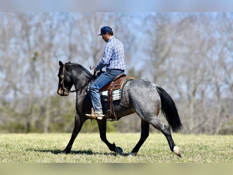 American Quarter Horse Gelding 6 years 15,1 hh Roan-Bay in Somerset, KY