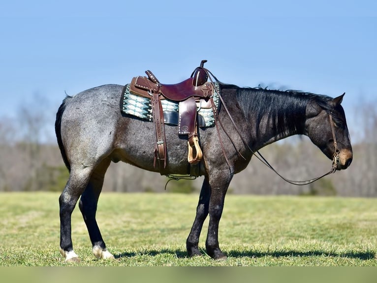 American Quarter Horse Gelding 6 years 15,1 hh Roan-Bay in Somerset, KY
