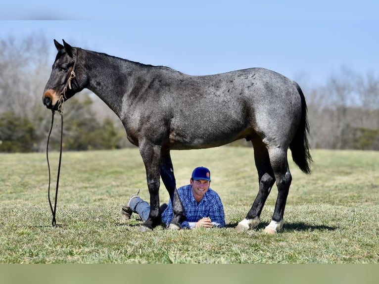 American Quarter Horse Gelding 6 years 15,1 hh Roan-Bay in Somerset, KY
