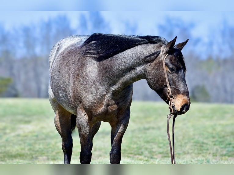 American Quarter Horse Gelding 6 years 15,1 hh Roan-Bay in Somerset, KY