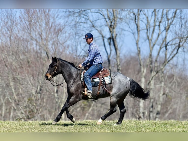 American Quarter Horse Gelding 6 years 15,1 hh Roan-Bay in Somerset, KY